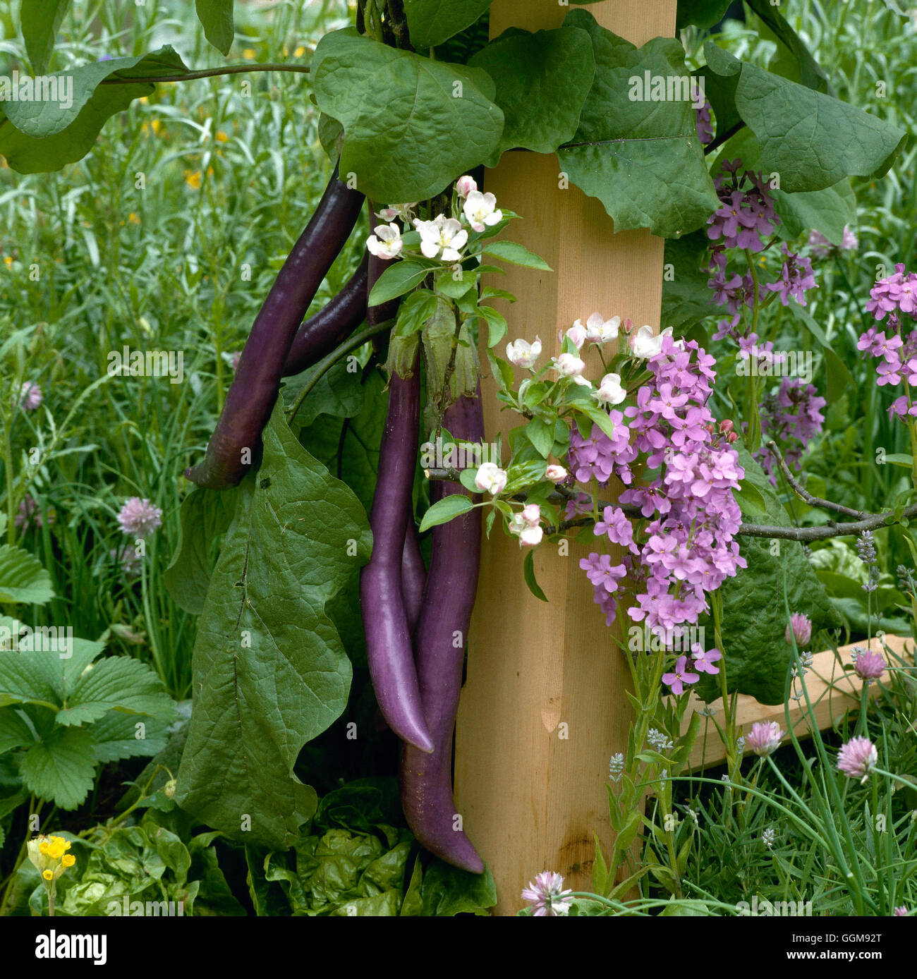Aubergine - `Violetti di Firenze' - (On 'The Edible Garden' exhibit at Chelsea FS 1994  by Julie Toll)   VEG057149  Co Stock Photo